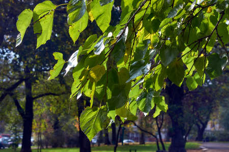 Autumn leaves on a tree in a park in Poland