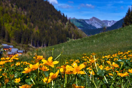 Mountain meadow with flowers in the Alps in the French Savoieの写真素材