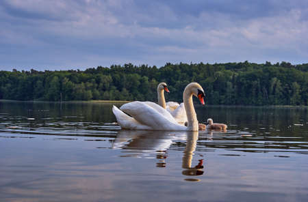 Adult with young swans floating on the lake in Polandの写真素材