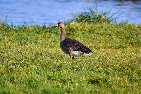 Wild goose on the lake, Polandの写真素材