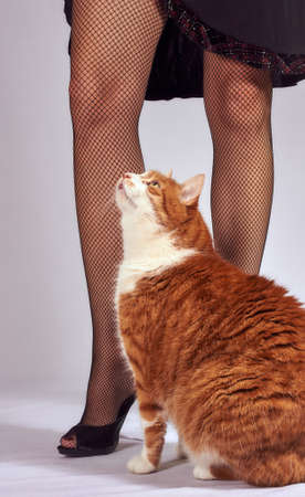 slender woman legs and ginger catの写真素材