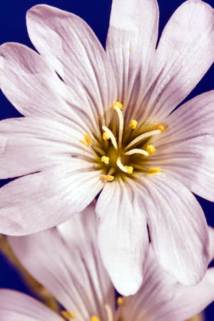 Cerastium decorative white flower in studio