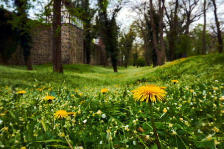 Walls and park with yellow flowers in Neuebrandemburg in Germanyの写真素材