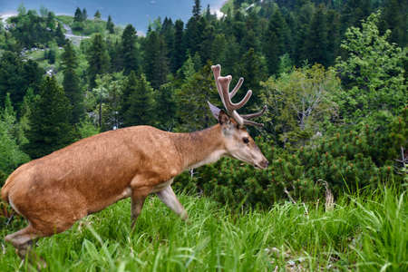 Young male deer in the Tatra Mountains in Polandの写真素材