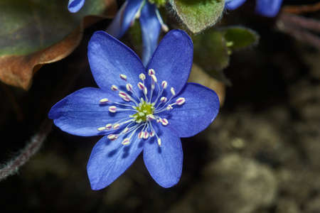 Spring Hepatica flower in the gardenの写真素材
