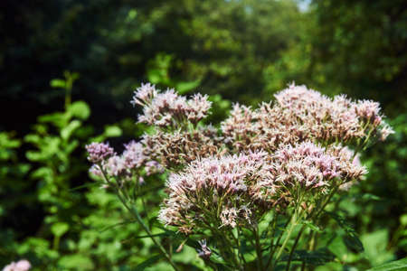 White flowers on the bushes in a forest meadow in Polandの写真素材
