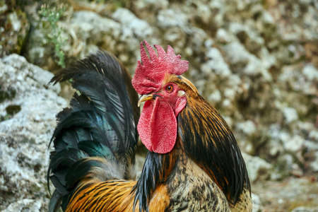 Portrait of a rooster on the Greek island of Lefkadaの写真素材