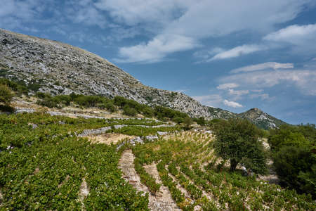 Growing grapes on the slopes of rocky mountains on the island of Lefkadaの写真素材