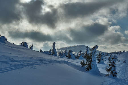 Buried in snow forest in the Giant Mountains in Poland