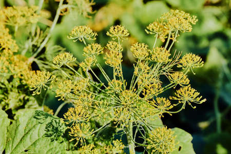 Blooming dill in summer in Poland