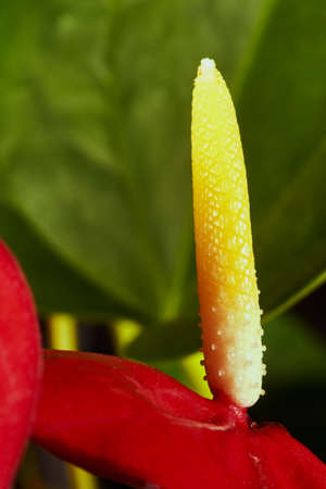 flamingo flower on green background