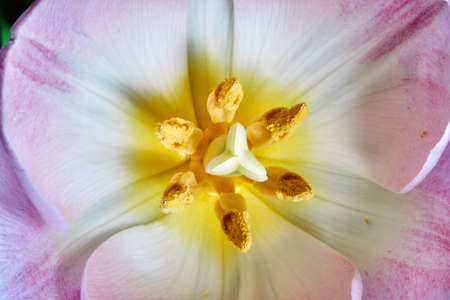 Closeup of a tulip flower pistil and stamens