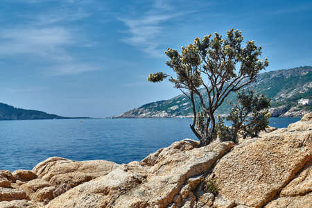 bush and rocks on the shore of the Mediterranean in Franceの写真素材