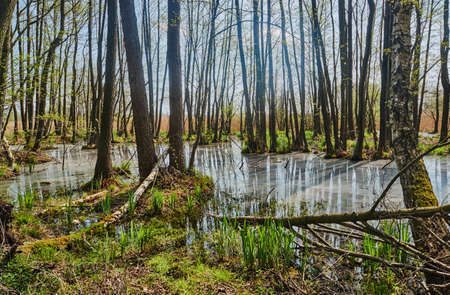 Spillage small deciduous forest river in the spring in Polandの写真素材
