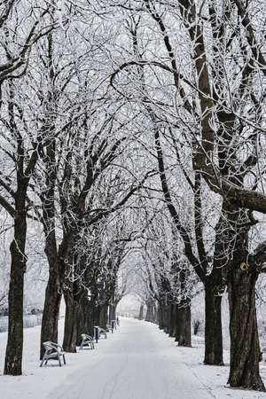 Frosty trees in winter in an urban park in Poznan