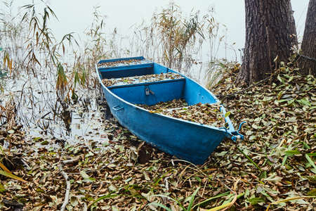 Flooded boat in the reeds at the lake shoreの写真素材