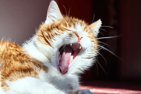 Portrait of a yawning white-red-haired cat Europeanの写真素材