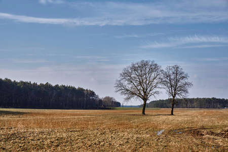 Tree on the plowed field during spring thaw in Polandの写真素材