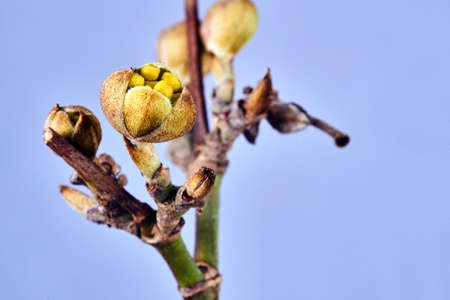 Details of spring buds on the cherry tree in Poland