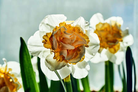 Closeup of white and yellow Narcissus flower in Polandの写真素材