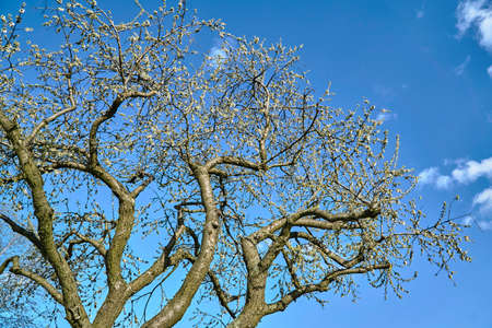 Fruit tree with white flowers against the sky during spring