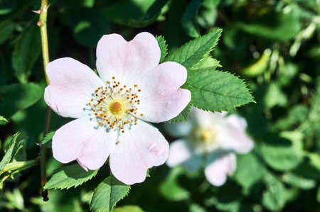 Flower rose corrugated in spring in Polandの写真素材