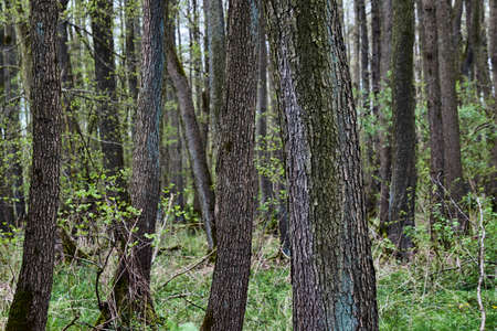 Deciduous forest trees in the winter in Polandの写真素材