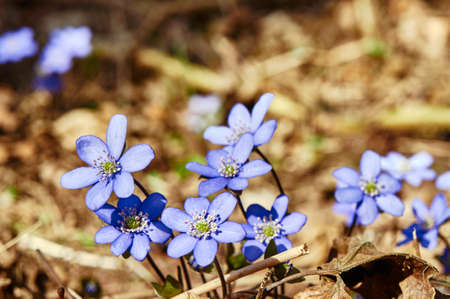 Hepatica nobilis flower in forest in springの写真素材