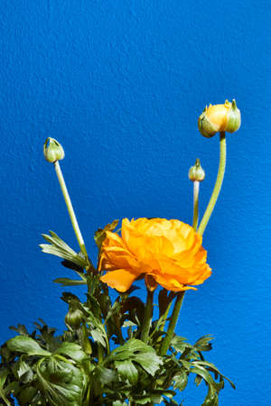 Buttercup flower and bud in the studio on a blue background