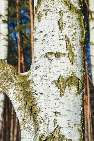 White birch bark in the winter forest in Poland
