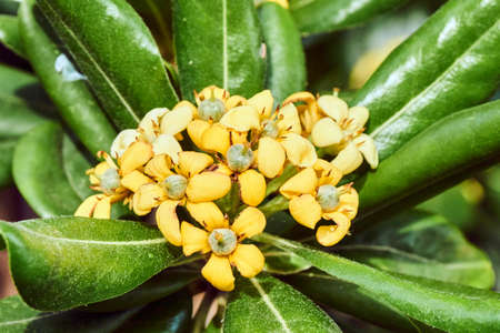Detail of foliage and oleander flowers in spring in Franceの写真素材