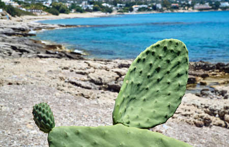 Cactus prickly pear by the sea on the Greek island of Rhodesの写真素材