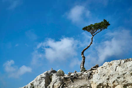 Single tree on a rock on a background of the sky on the island of Rhodesの写真素材