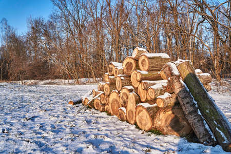 A pile of cut wood in winter in a forest in Poland