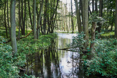 A small river flowing through a thick, deciduous forest in Polandの写真素材