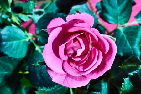Pink flower rose close-upの写真素材