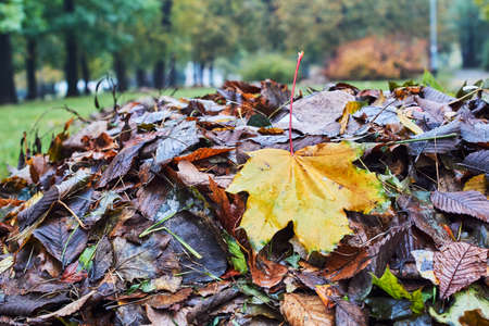 Heap of autumn leaves in the park in Polandの写真素材