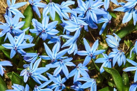 Small spring flowers scilla in the garden