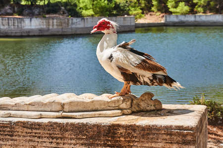 White-winged duck on a stone bench on the island of Rhodesの写真素材