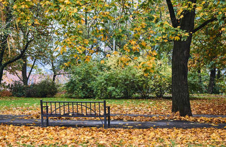 A wooden bench and autumn leaves in a city park in Poland