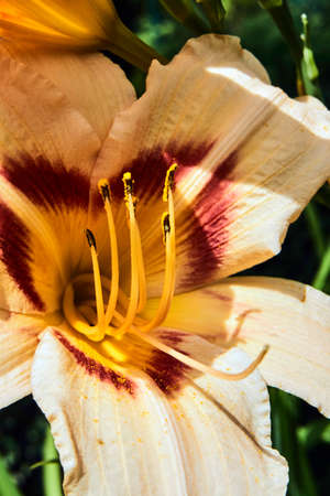 Pistil and stamens of the flower yellow-orange lilies in the gardenの写真素材
