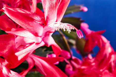 red fuchsia - ornamental flower potの写真素材
