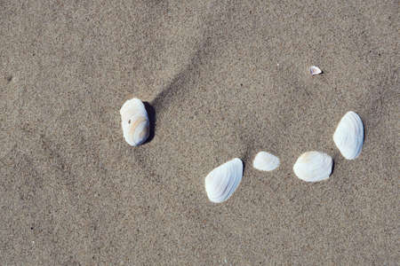 Shells on a sandy beach on the Baltic coastの写真素材