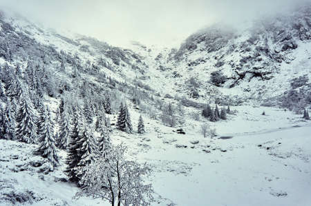Snow-covered forest in the mountains. Giant Mountains in Poland