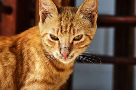 Portrait of a red Greek cat on the island of Zakynthosの写真素材