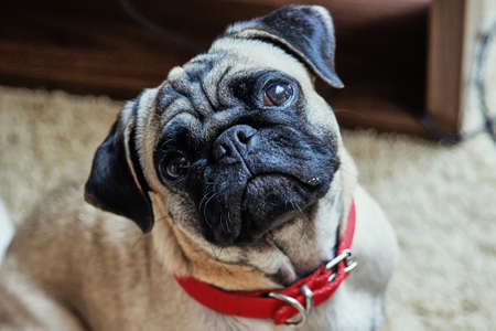 Portrait of a young pug breed dog
の写真素材