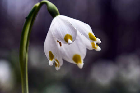 white flower spring snowflake in the forestの写真素材