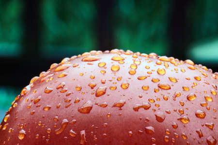 Water droplets on tomato の写真素材