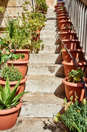 Plants in pots on the steps of an Orthodox monastery on the island of Crete, Greeceの写真素材