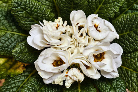 Details of the flower bouquet of primrose in a potの写真素材